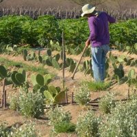 Rendimento de trabalhador rural sobe 5,5% no 1º trimestre Imagem referente a Rendimento de trabalhador rural sobe 5,5% no 1º trimestre