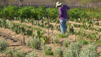 Rendimento de trabalhador rural sobe 5,5% no 1º trimestre