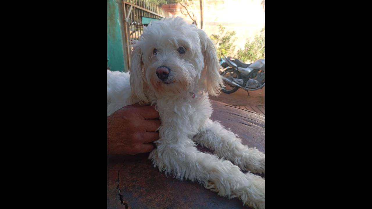 Cachorra é encontrada no bairro Santos Dumont
