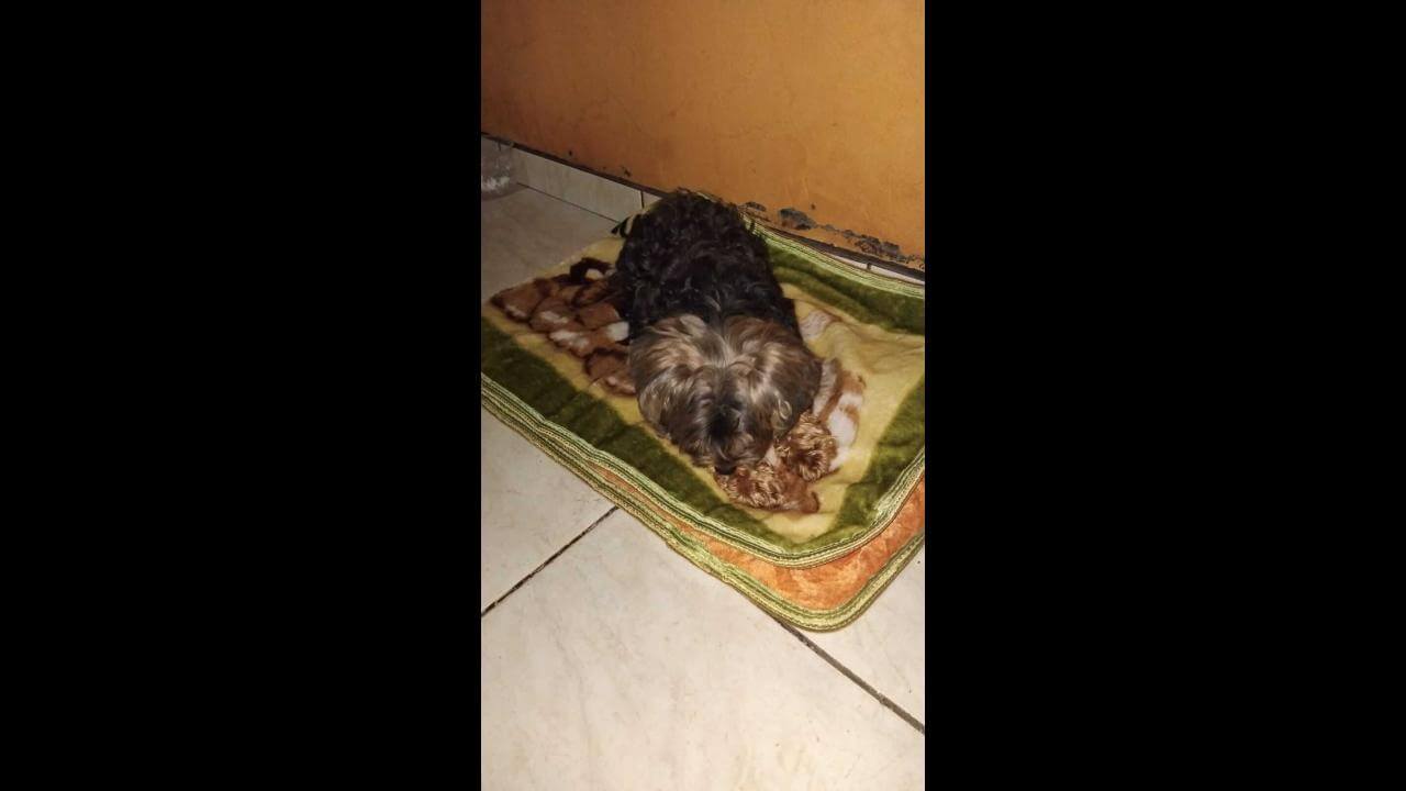 Cachorro é encontrado no bairro Esmeralda