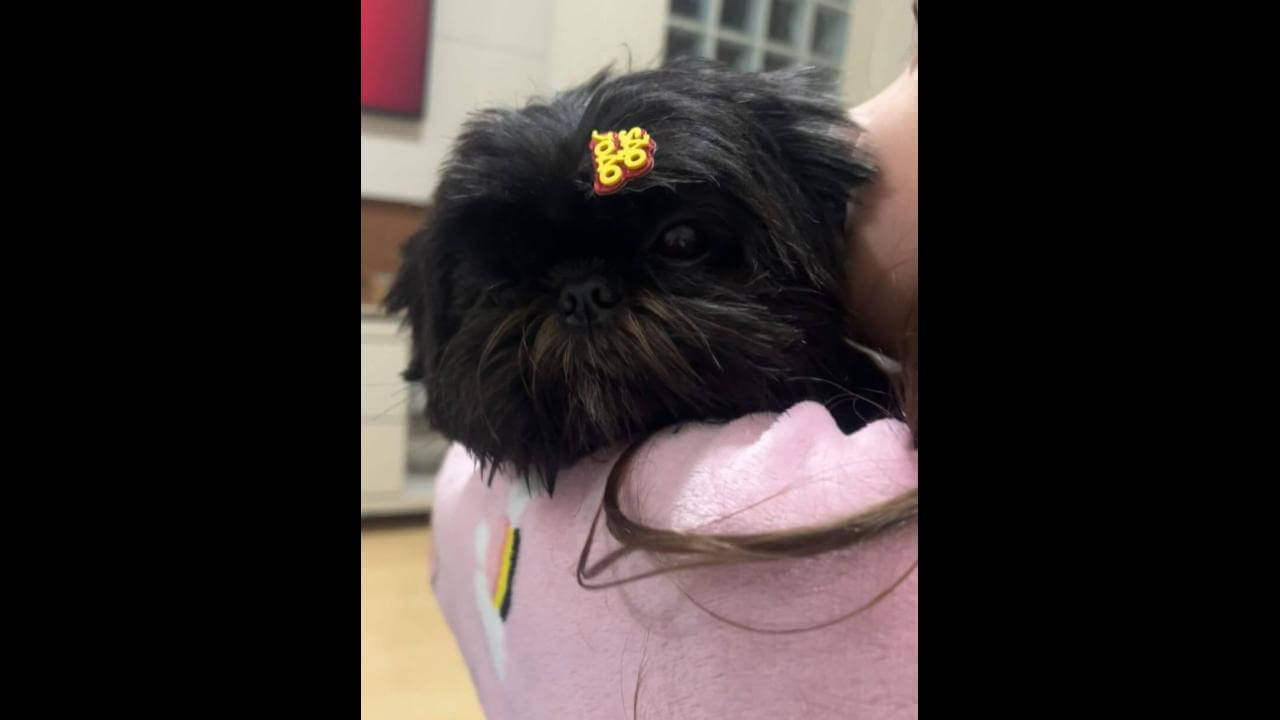 Cachorra Pretinha desapareceu no bairro Recanto Tropical
