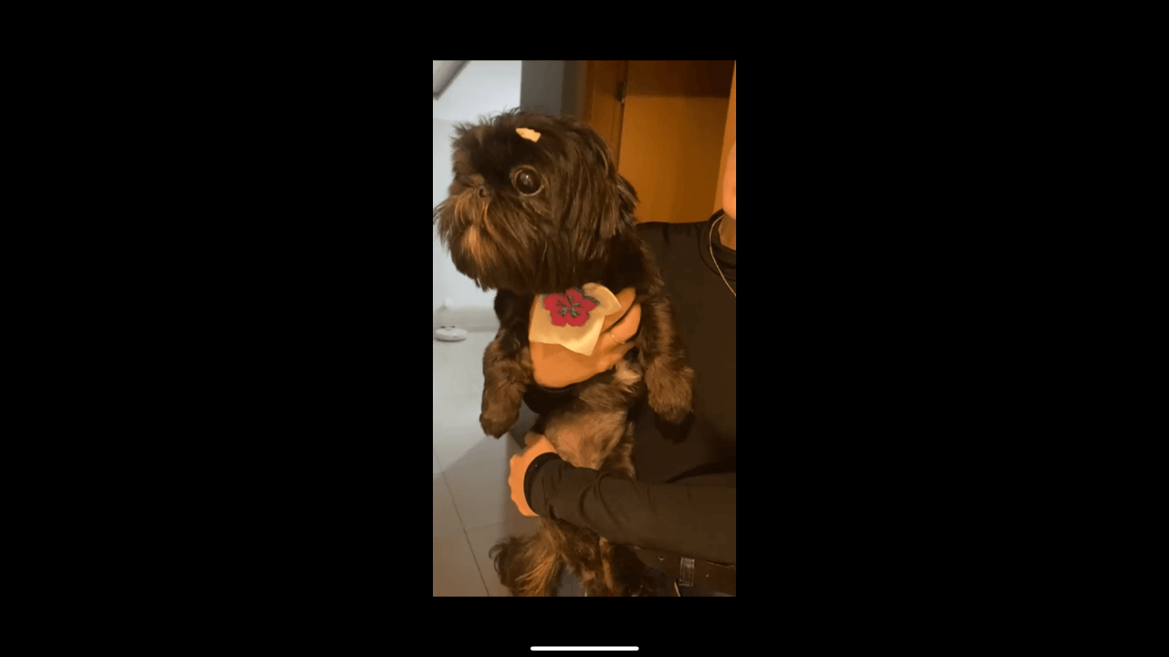 Cachorra é encontrada no bairro Recanto Tropical