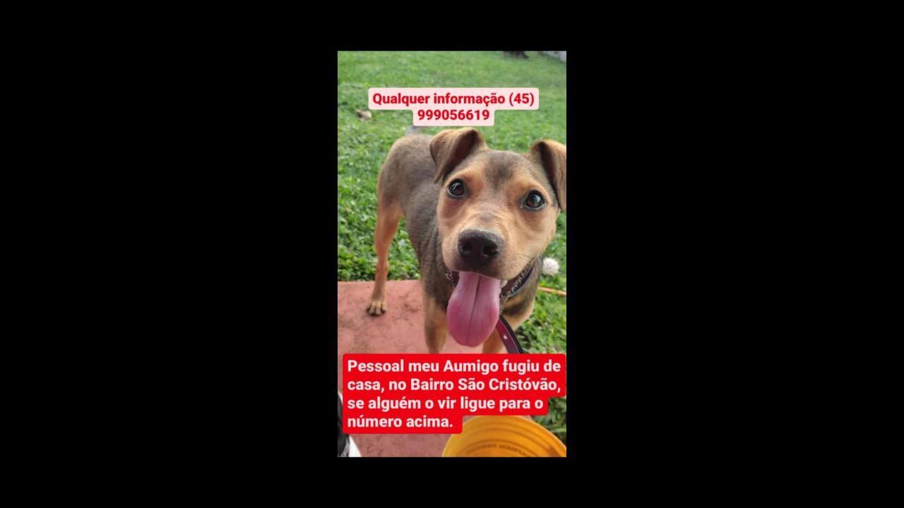 Cachorro Pimpolho desapareceu no bairro São Cristóvão