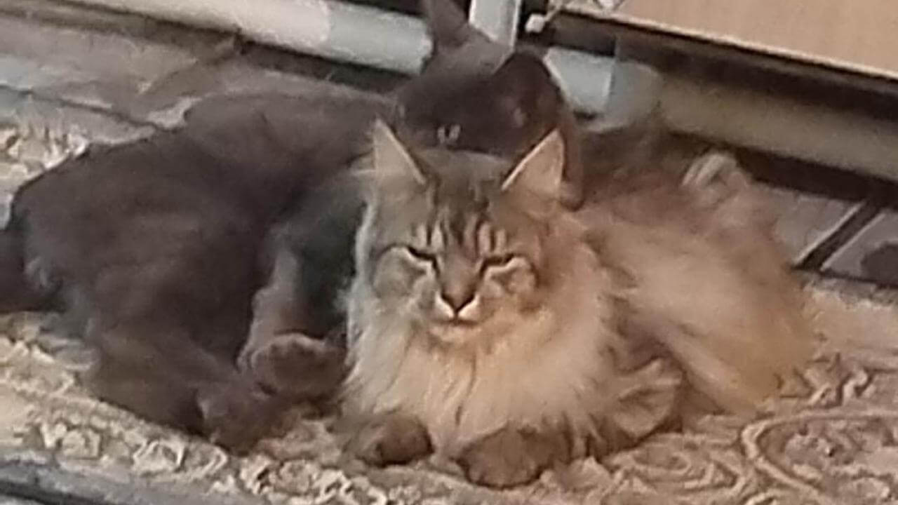 Gato Paquito desapareceu no bairro Brasília Gato Paquito desapareceu no bairro Brasília