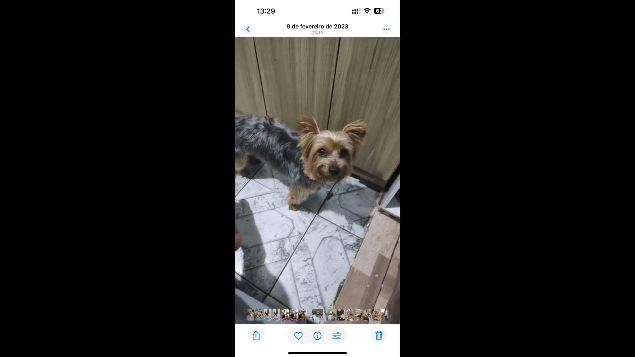 Cachorro Romeu desapareceu no bairro Periolo Cachorro Romeu desapareceu no bairro Periolo