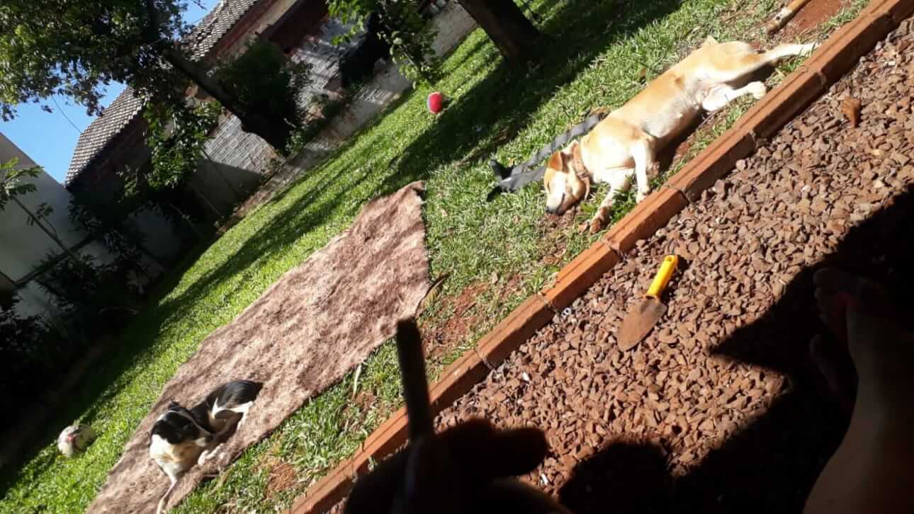 Cachorra Magnólia, amarela desapareceu no bairro Cancelli Cachorra Magnólia, amarela desapareceu no bairro Cancelli