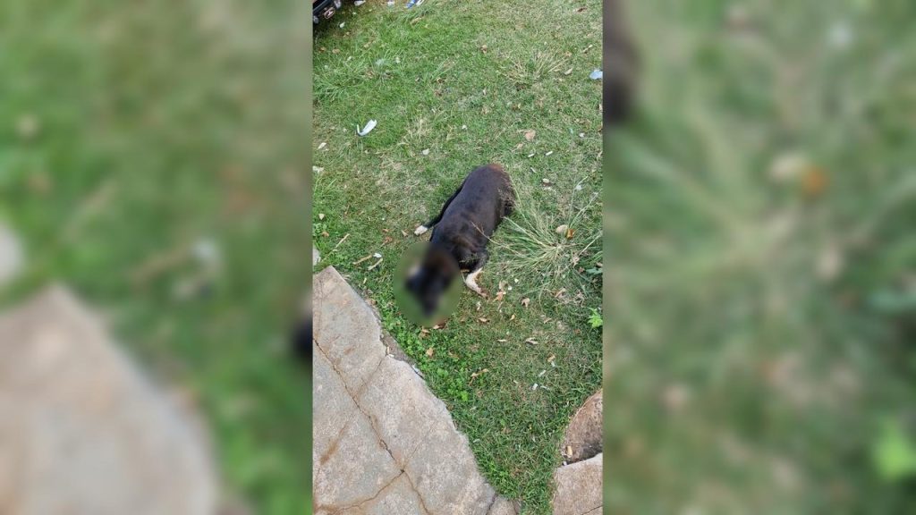 Mistério e revolta: cães envenenados assustam moradores do Universitário Mistério e revolta: cães envenenados assustam moradores do Universitário