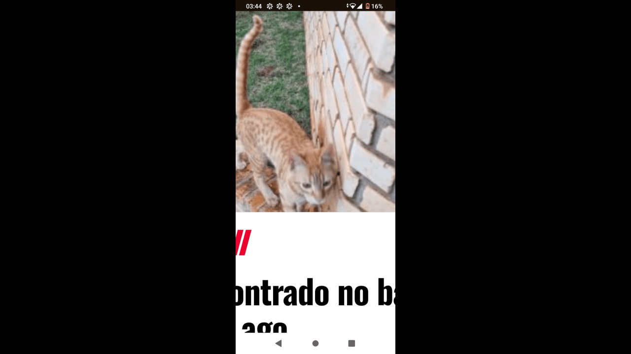 Gato Mimu desapareceu no bairro Centro
