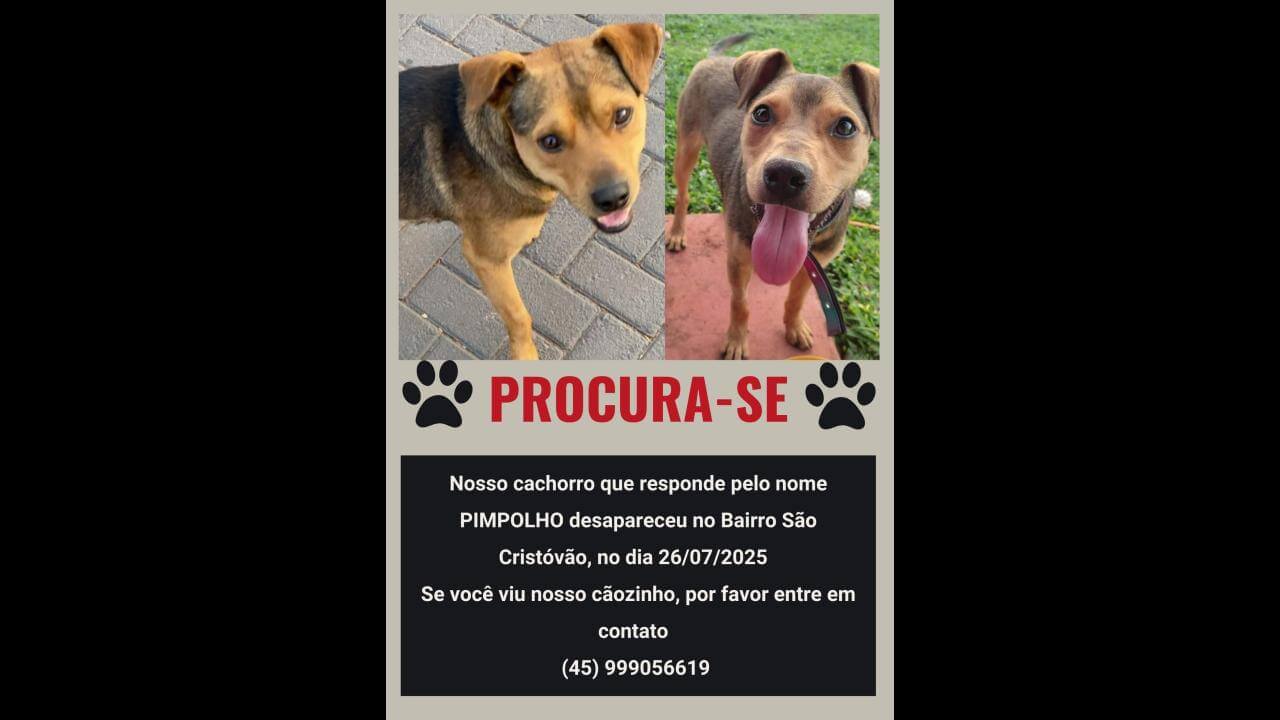 Cachorro Pimpolho desapareceu no bairro São Cristóvão
