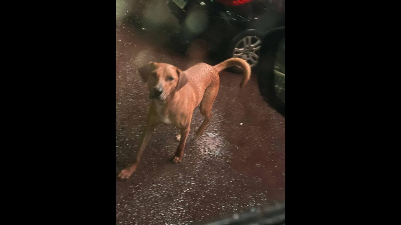 Cachorro é encontrado no Centro