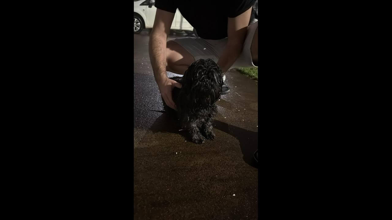 Cachorro é encontrado no bairro São Cristóvão