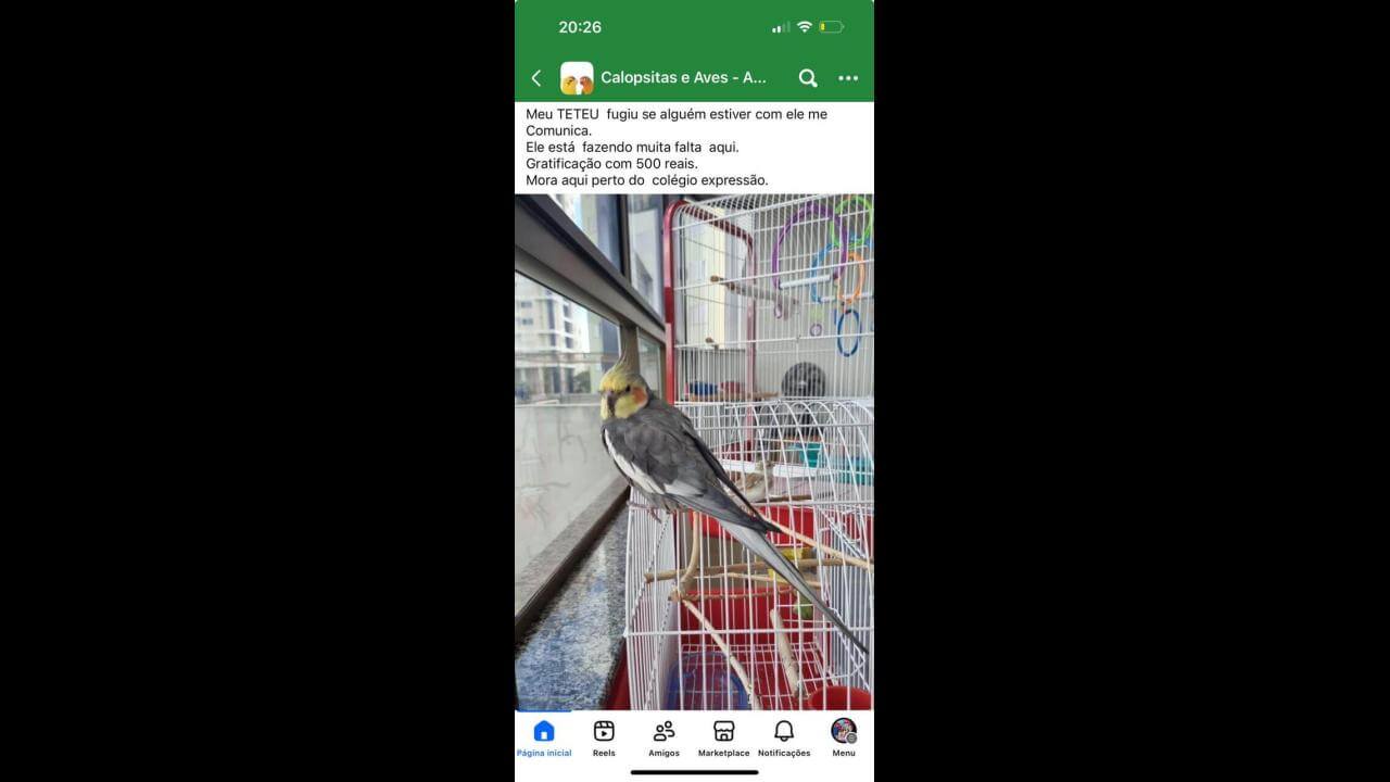 Calopsita Teteu desapareceu no bairro Centro
