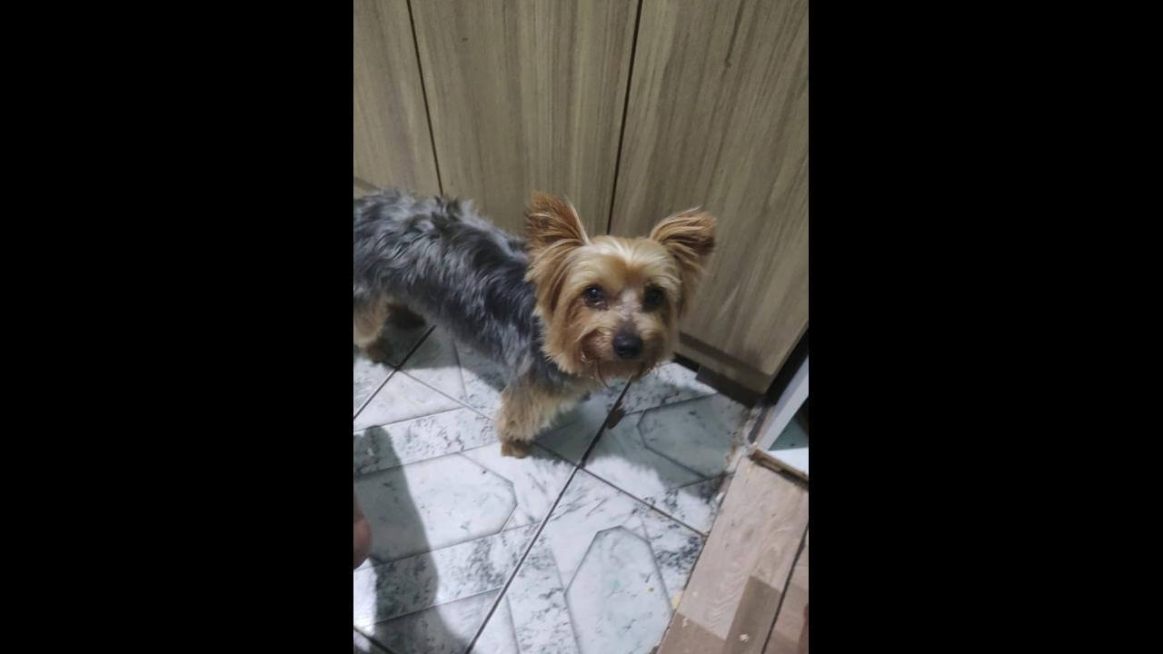 Cachorro Romeu foi visto no Morumbi e desapareceu no bairro Periolo