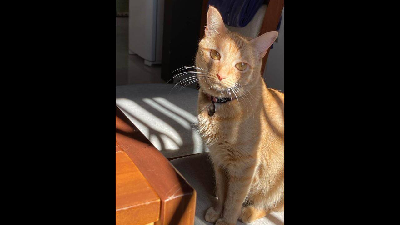 Gata Dalila desapareceu no bairro Santa Felicidade