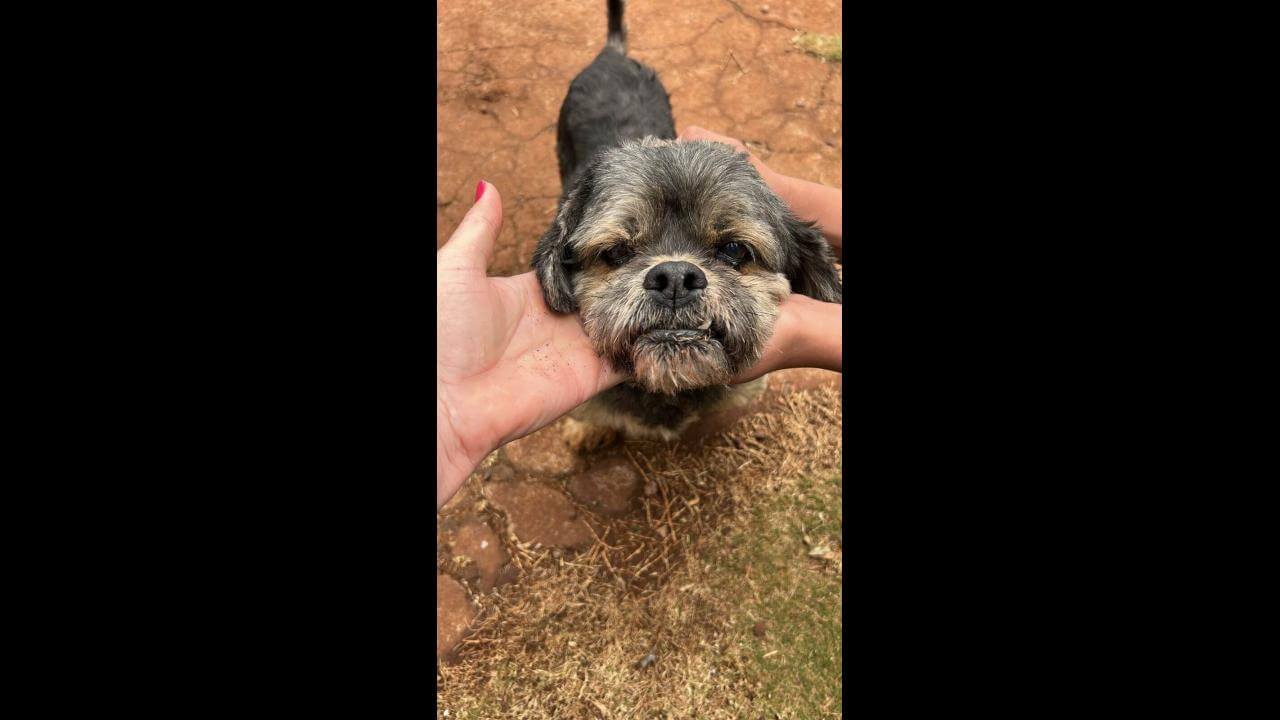 Cachorro é encontrado no bairro Jardim Padovani