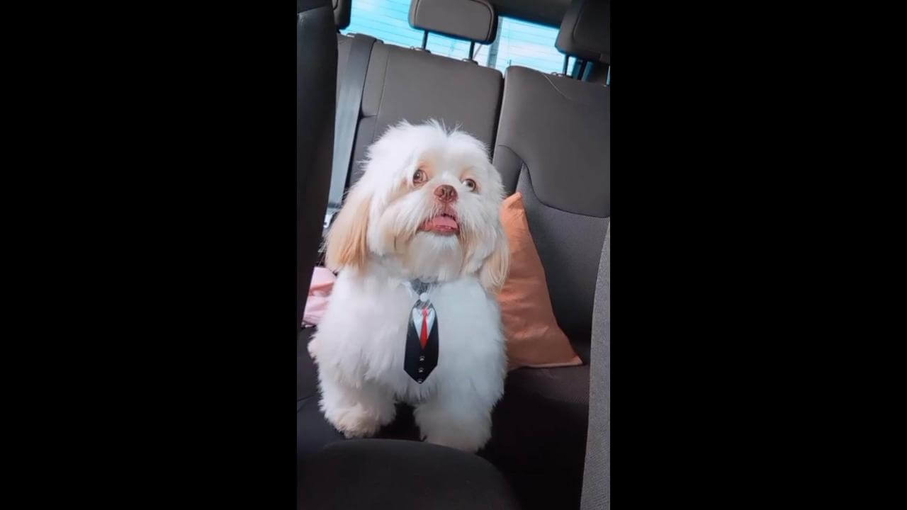 Cachorro desapareceu em Santa Tereza do Oeste