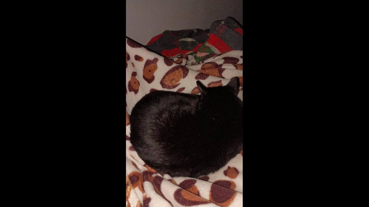 Gato Menininho desapareceu no bairro Cascavel Velho