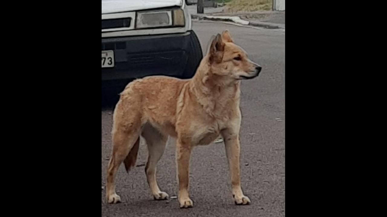 Cachorra é encontrada no bairro Pacaembu