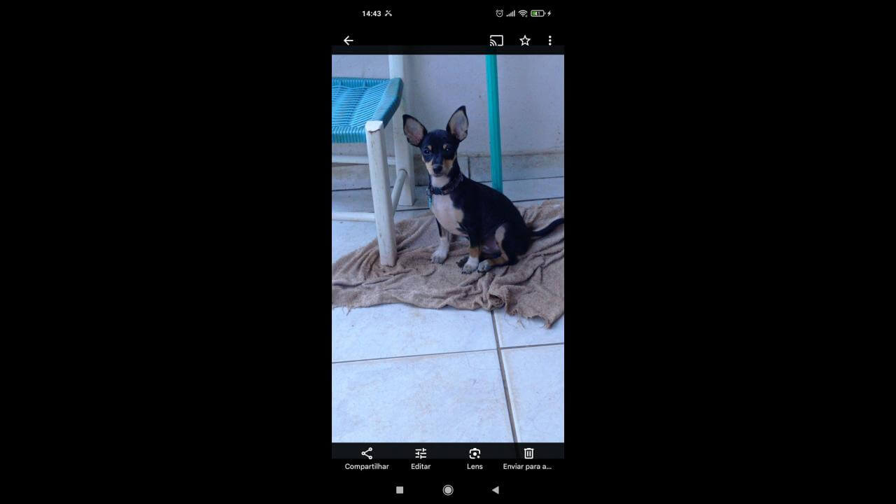 Cachorro Erim desapareceu no bairro Cancelli