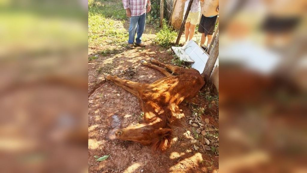 Pele e osso: Cavalo é encontrado à beira da morte em Goioerê