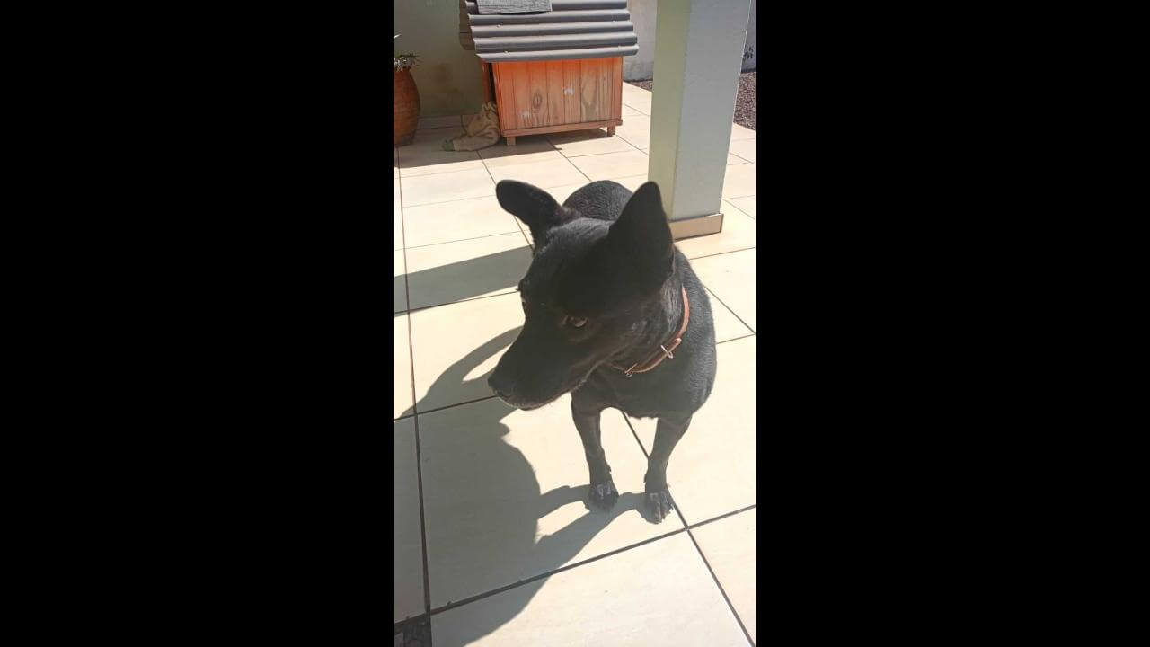 Cachorro Otávio (Tatá) desapareceu no bairro Neva