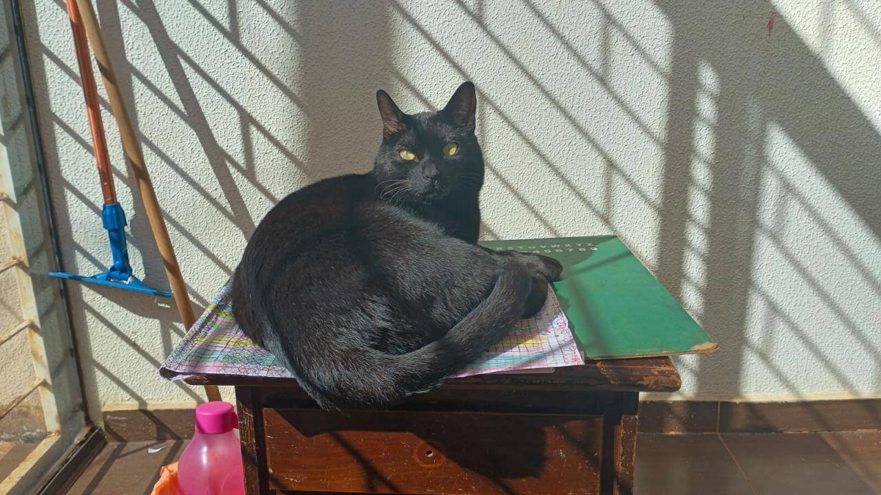 Gato Menininho desapareceu no bairro Cascavel Velho Gato Menininho desapareceu no bairro Cascavel Velho