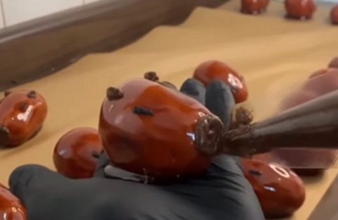 Imagem referente a Capivara do Amor: morango com brigadeiro viraliza e faz fila no Paraná