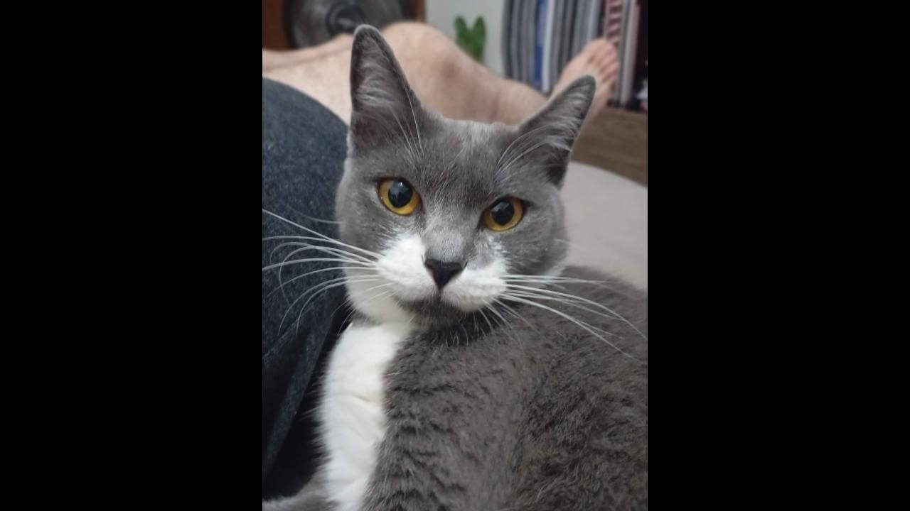 Gata Margô desapareceu no bairro Universitário