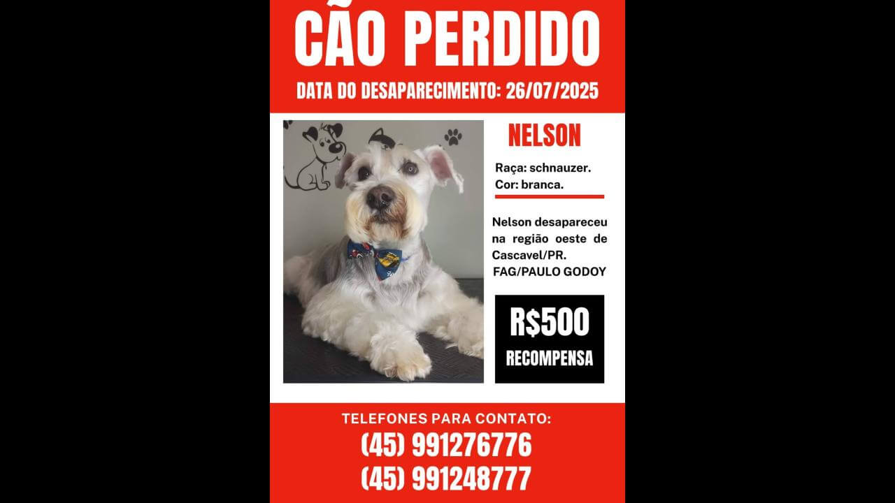 Cachorro Nelson desapareceu no bairro Fag