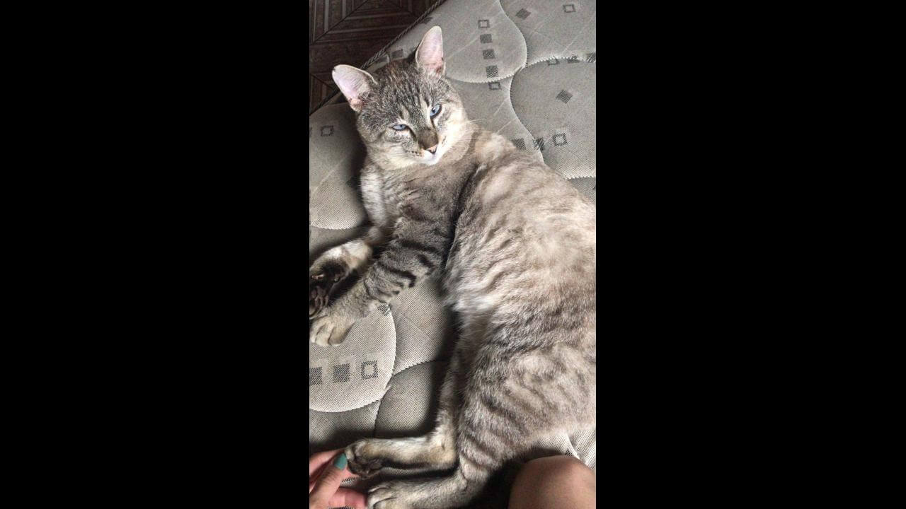 Gato LORD desapareceu no bairro Brasília