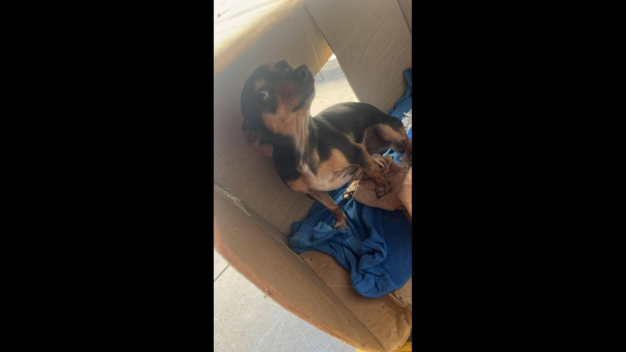 Cachorro Bob desapareceu no bairro Belmonte