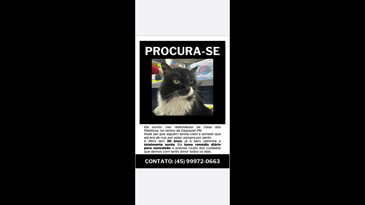 Gata Mimi desapareceu no bairro Centro