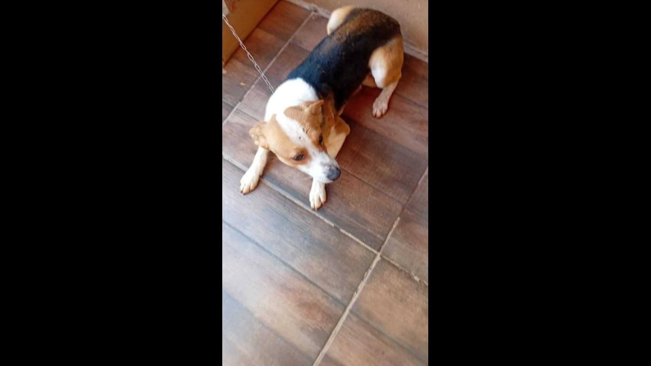 Cachorro é encontrado no bairro Santa Cruz