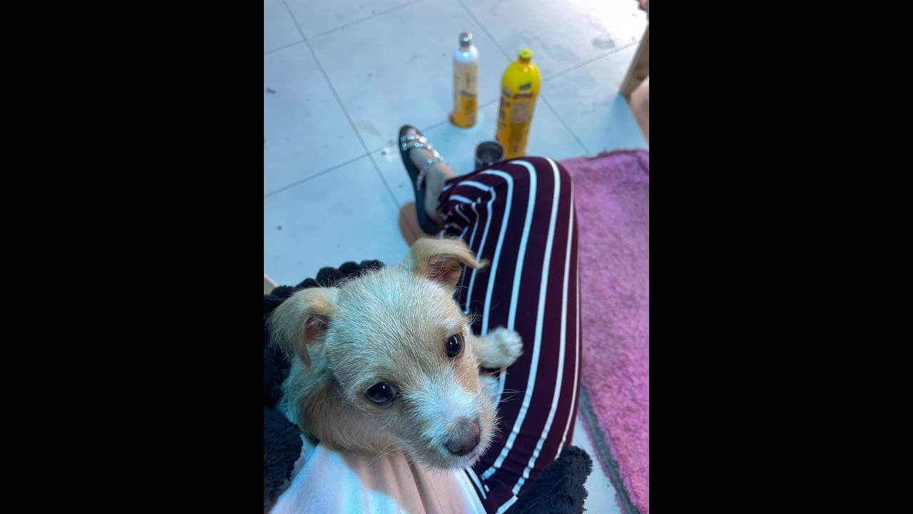 Cachorro Max desapareceu no bairro Floresta