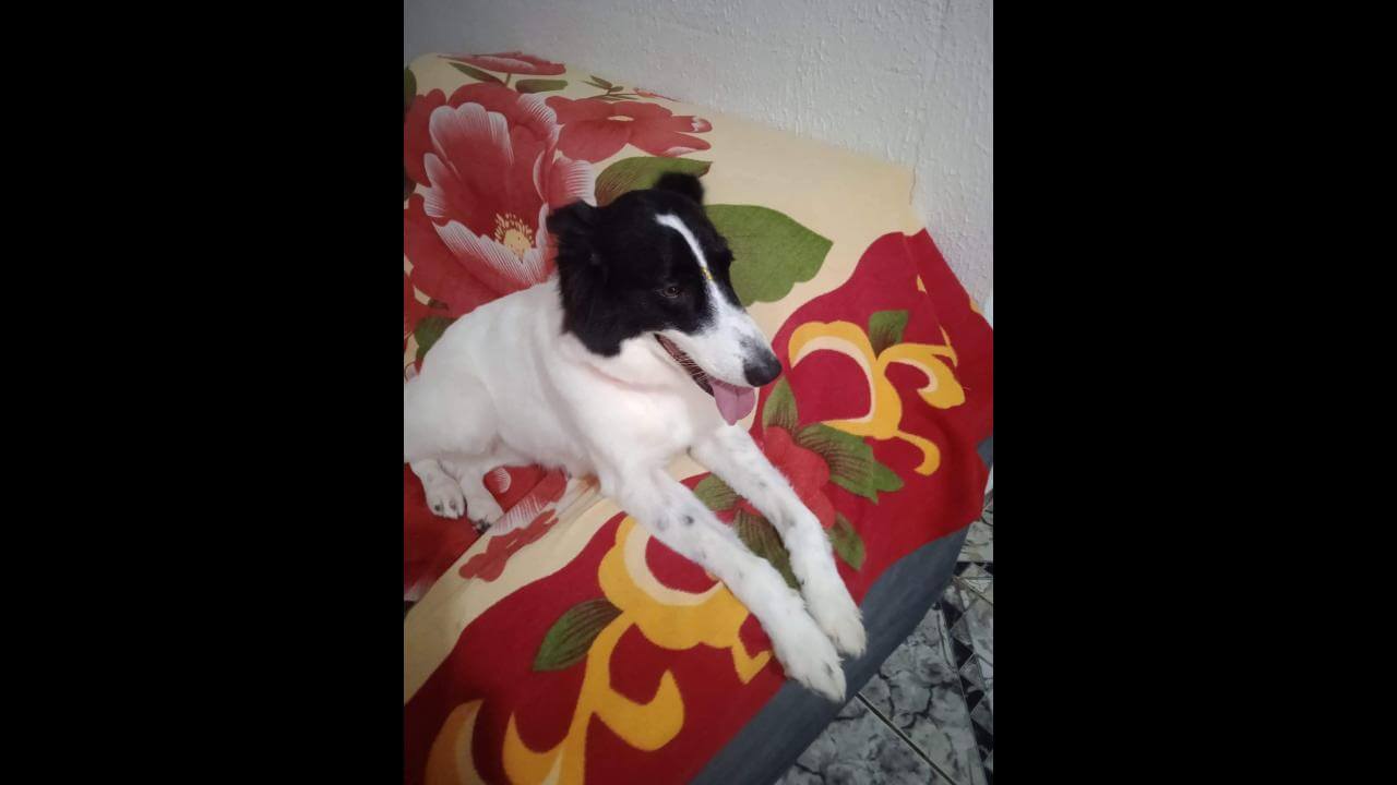 Cachorra Isis desapareceu no bairro Jardim Veneza