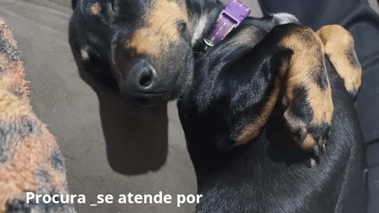Cachorra é encontrada no bairro Coqueiral