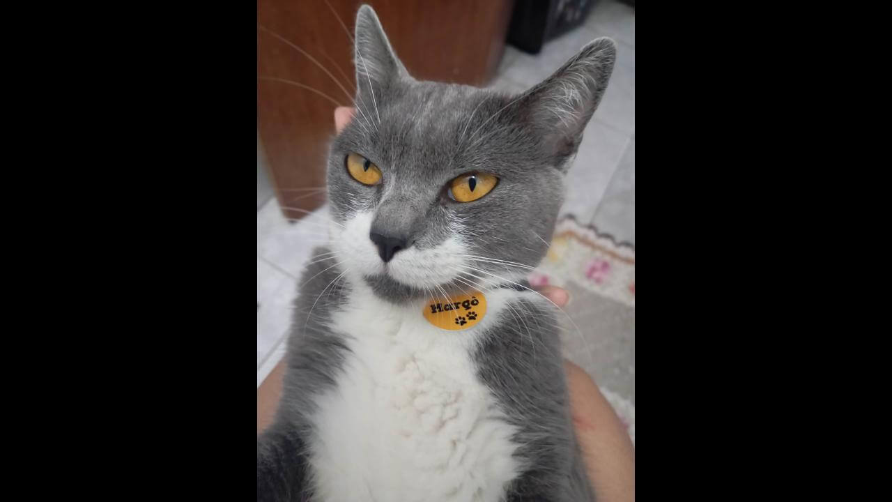 Gata Margô desapareceu no bairro Universitário