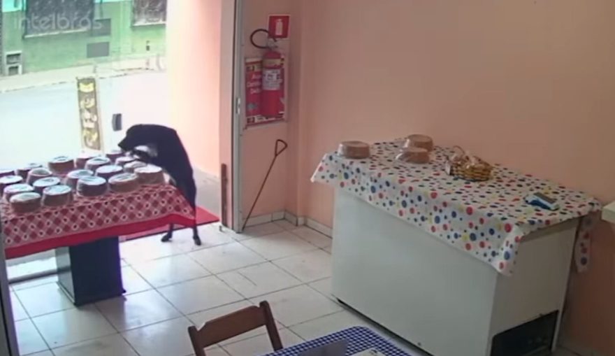 Flagra inusitado: vira-lata “rouba” bolo em confeitaria e viraliza nas redes