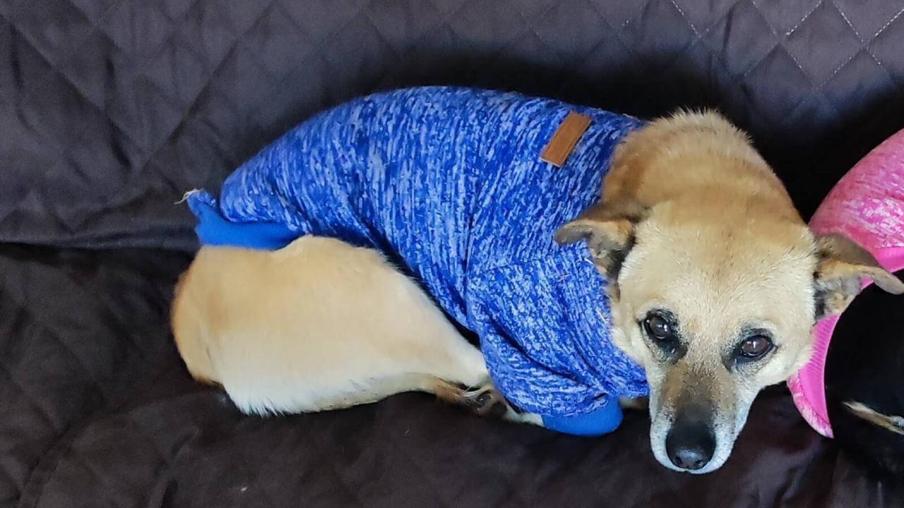 Cachorro Scooby desapareceu no bairro Alto Alegre