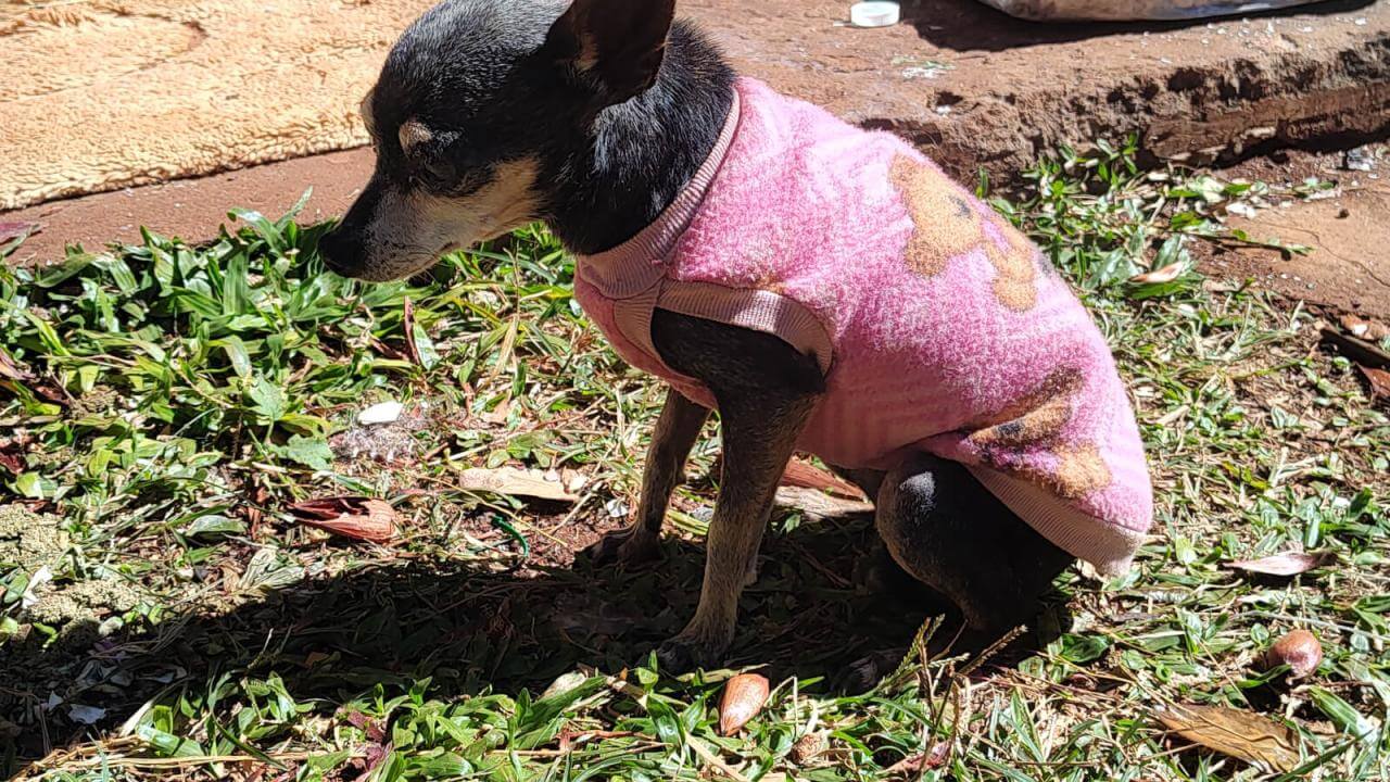 Cachorra é encontrada no bairro Cascavel Velho