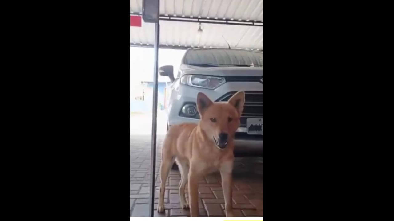 Cachorra é encontrada no bairro Pacaembu