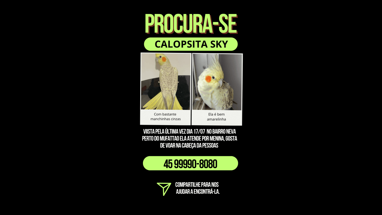 Calopsita SKY desapareceu no bairro Neva Calopsita SKY desapareceu no bairro Neva