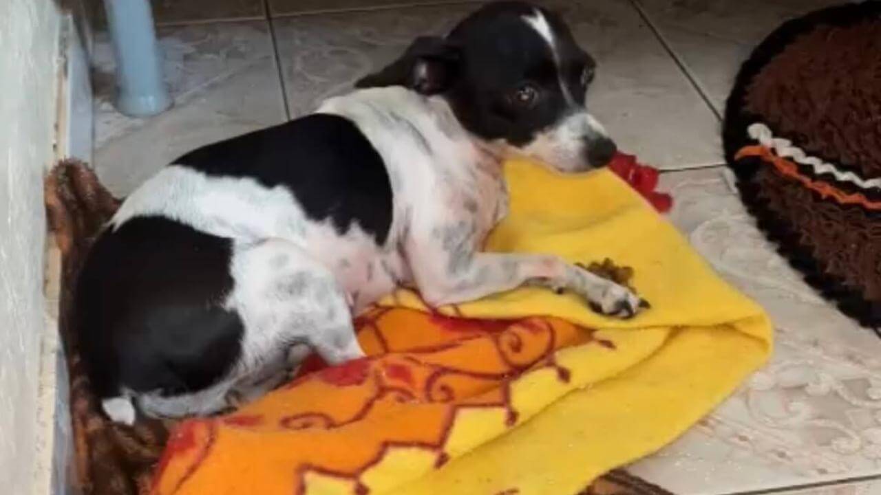 Cachorra Bolinha desapareceu no bairro Santa Felicidade Cachorra Bolinha desapareceu no bairro Santa Felicidade