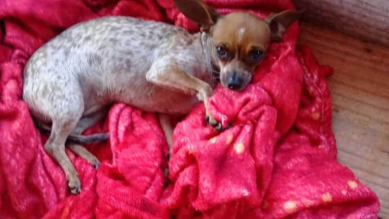 Cachorra Safira desapareceu no bairro Tarumã Cachorra Safira desapareceu no bairro Tarumã