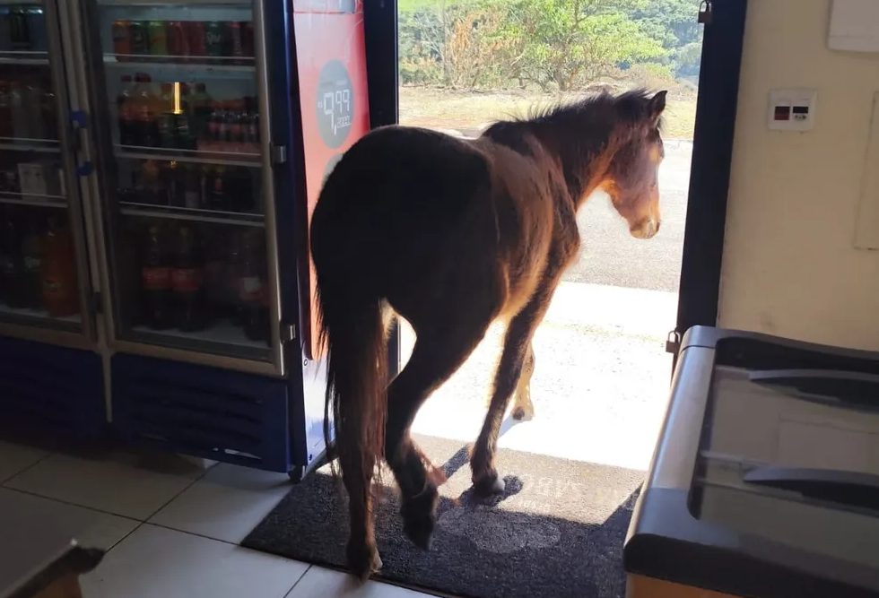 Nem o cavalo resistiu: Animal invade padaria atrás do famoso “morango do amor”