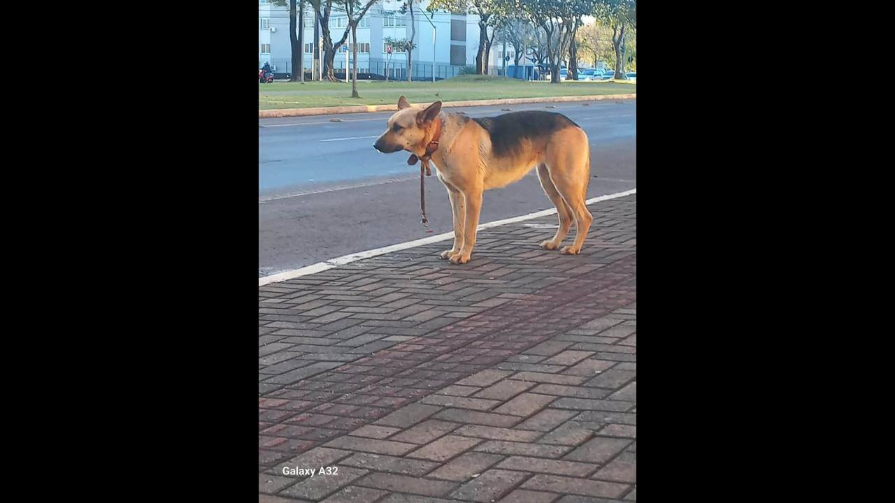 Pastora Alemã está perdida em Cascavel