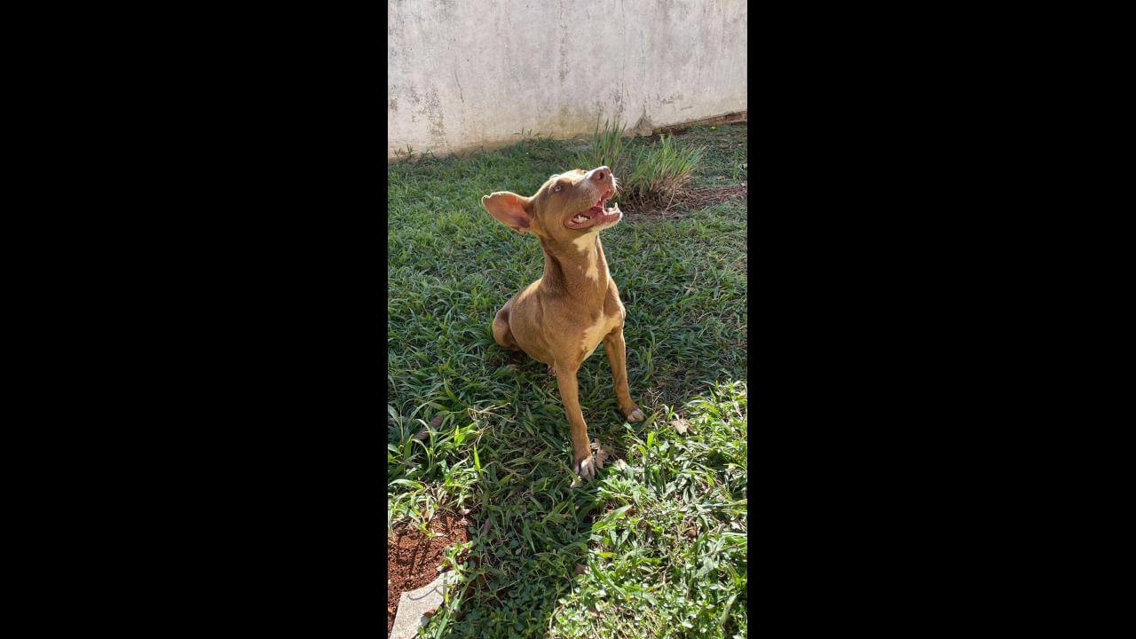 Cachorra é encontrada no bairro Centro