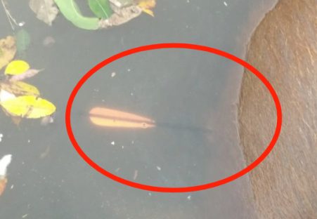 Capivara é encontrada morta com flecha no corpo Imagem referente a Capivara é encontrada morta com flecha no corpo
