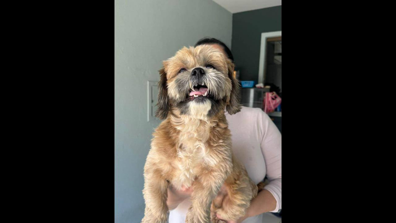 Cachorro é encontrado no bairro Neva Cachorro é encontrado no bairro Neva