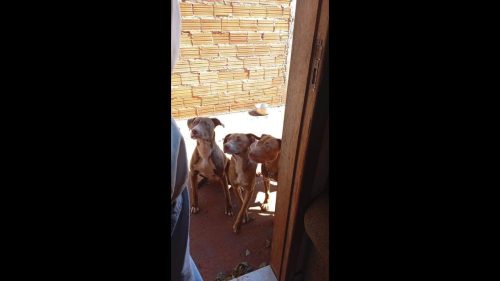 Imagem referente a Cachorros Zeus, Tequila e Ravena desapareceram no bairro Santa Felicidade